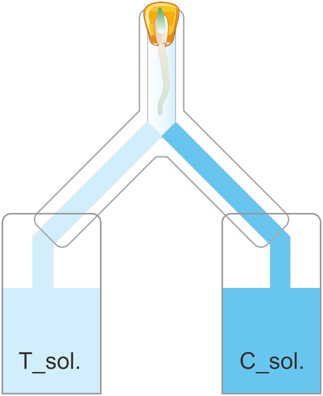 Diagram showing the second experiment, in which a seedling had access to two different growth solutions, one influenced by a plant that had been disturbed, and one that hadn’t.